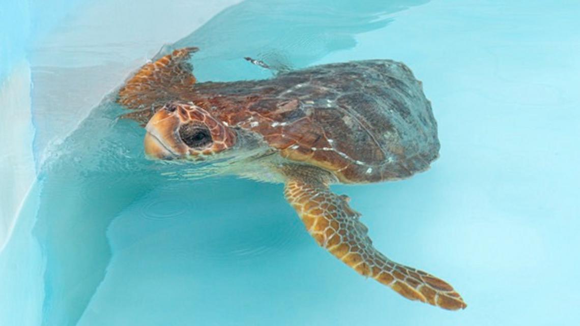 Two rehabilitated sea turtles released in South Florida [Video]