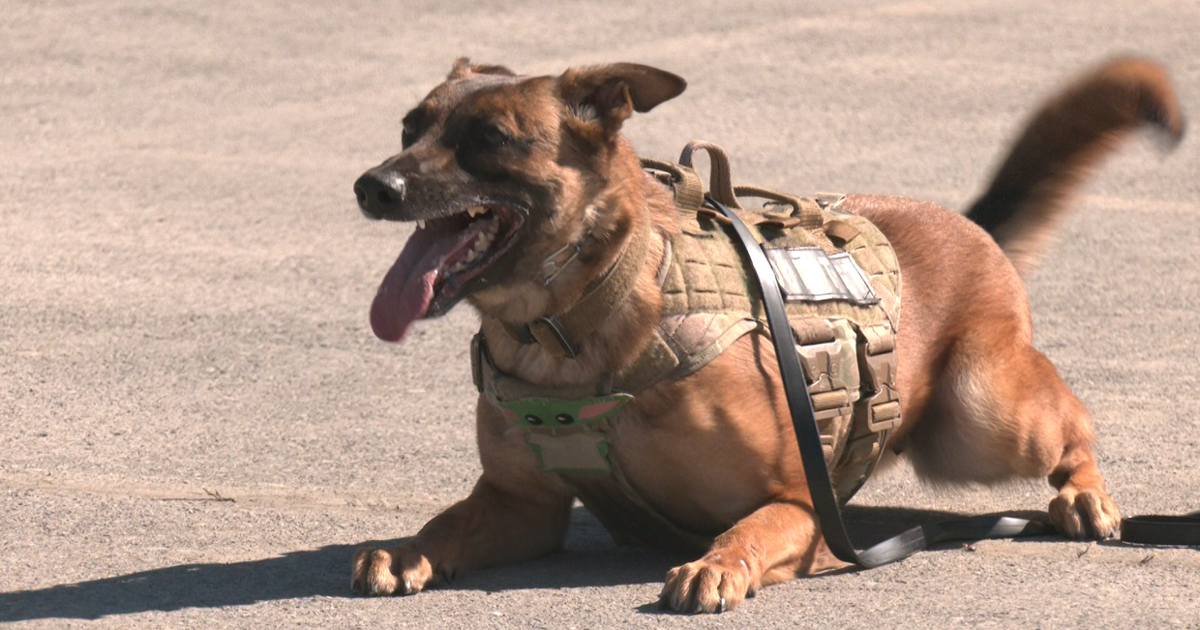 JBER Military Working Dogs display training skills during National Police Week | Homepage [Video]