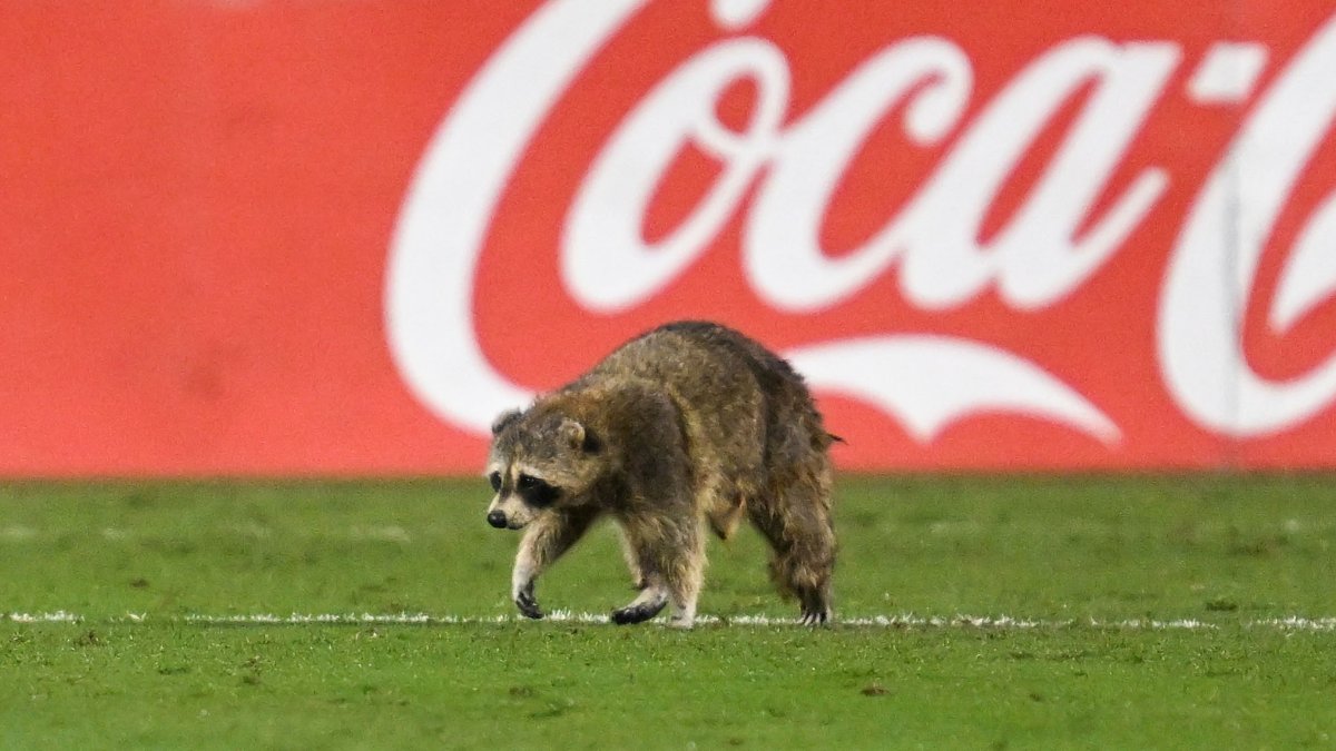 Raccoon invades field and dodges trash can-wielding officials at soccer game  NBC 5 Dallas-Fort Worth [Video]