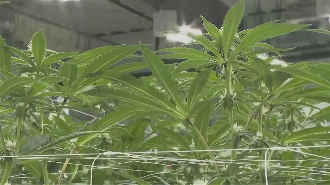 As the 2024 legislative session comes to an end where does medical marijuana stand? [Video]