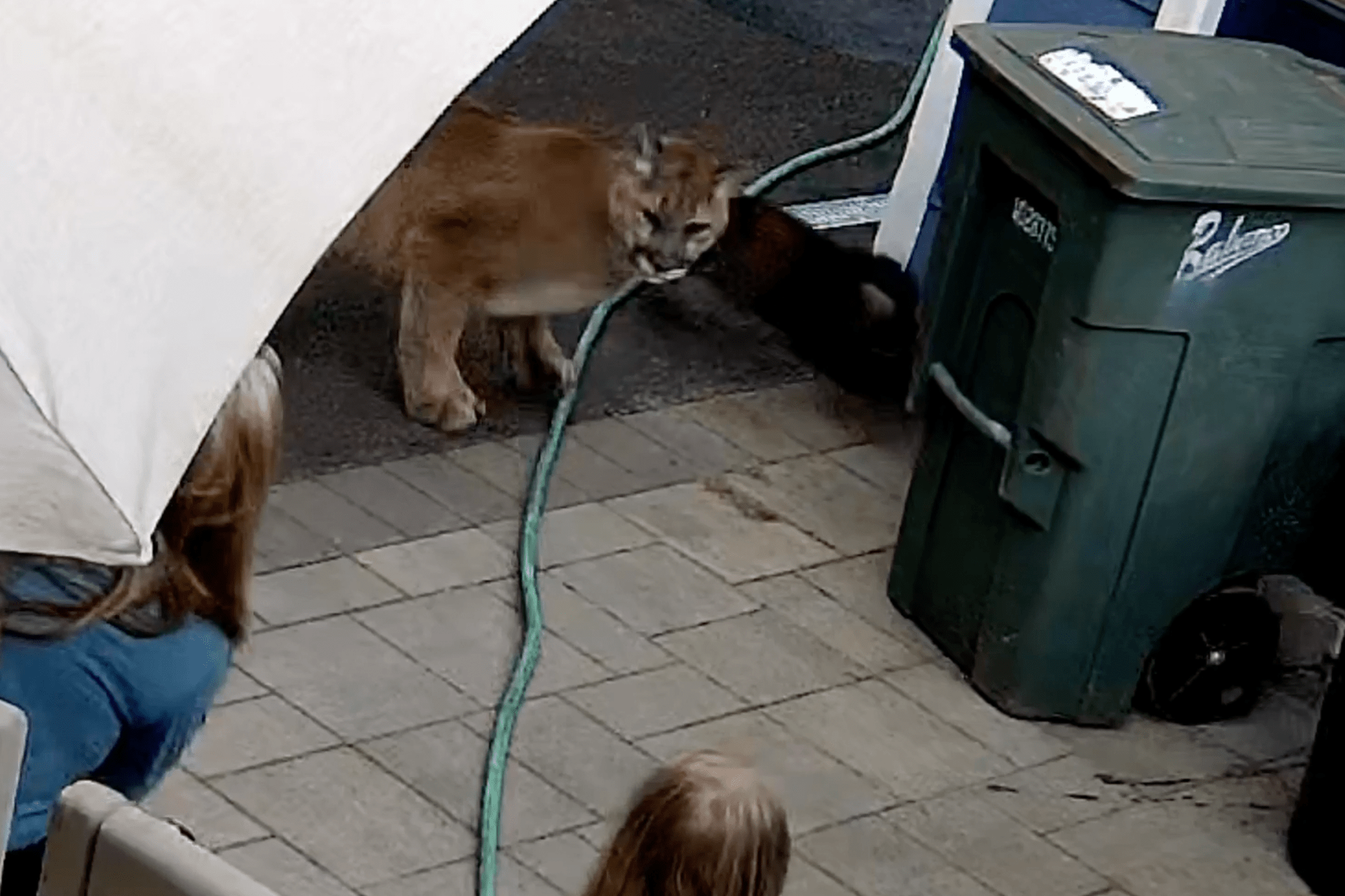 Cougar startles WA state family as it chases pets through backyard (Video)