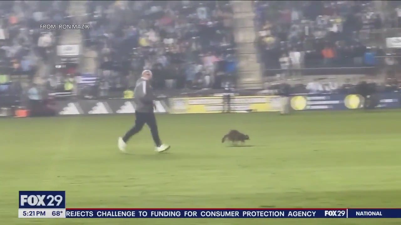 Behind-the-scenes of record-breaking raccoon chase at Philadelphia Union game [Video]
