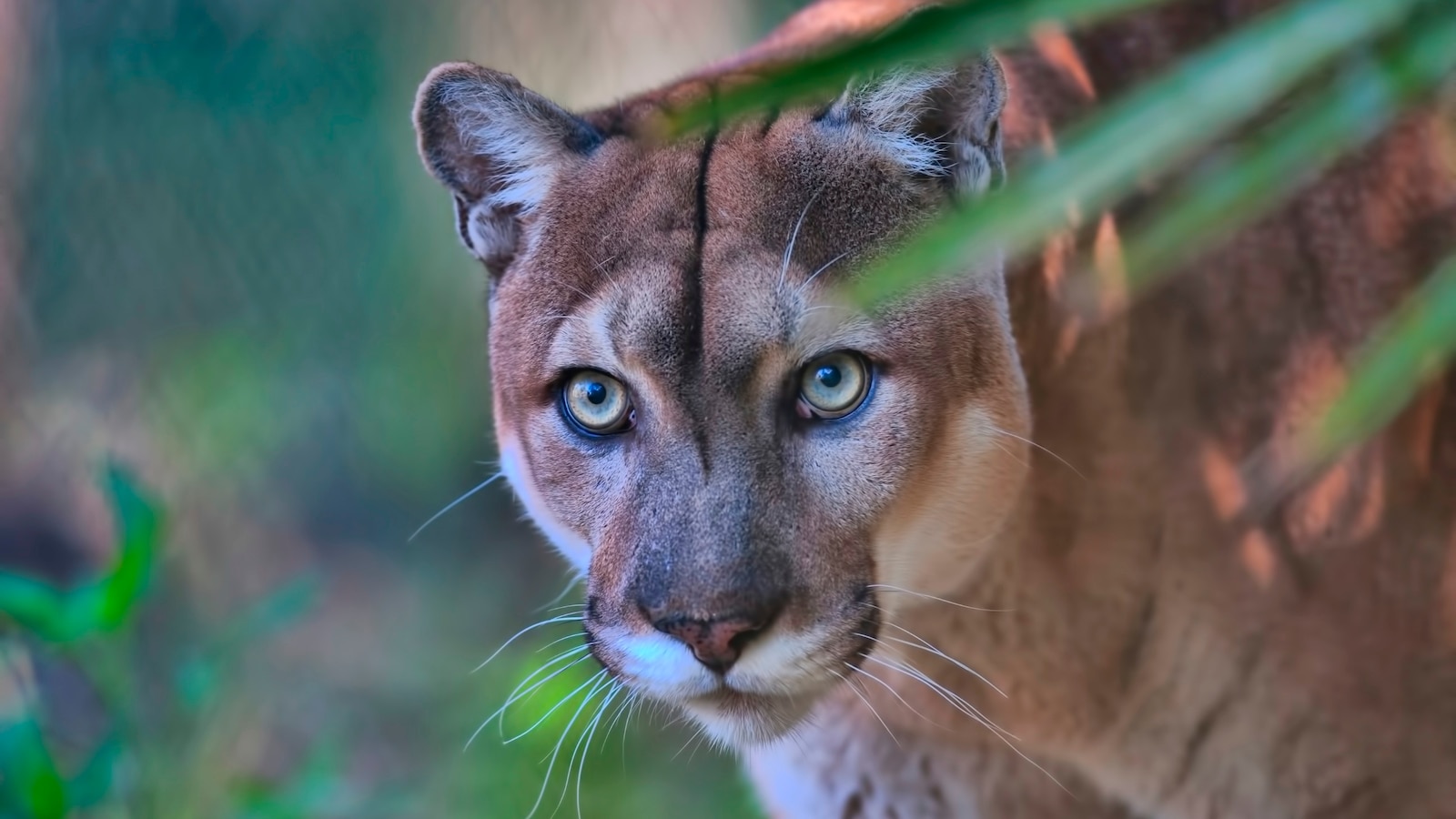 How experts are trying to save the Florida panther [Video]