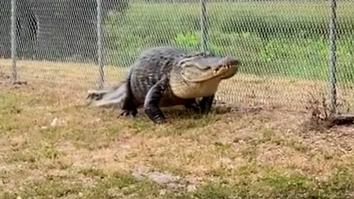 Hissing 12ft-long alligator blocks path to school in Florida | Lifestyle [Video]