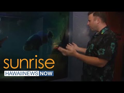 Waikiki Aquarium celebrates 120 years of education, conservation with special event [Video]