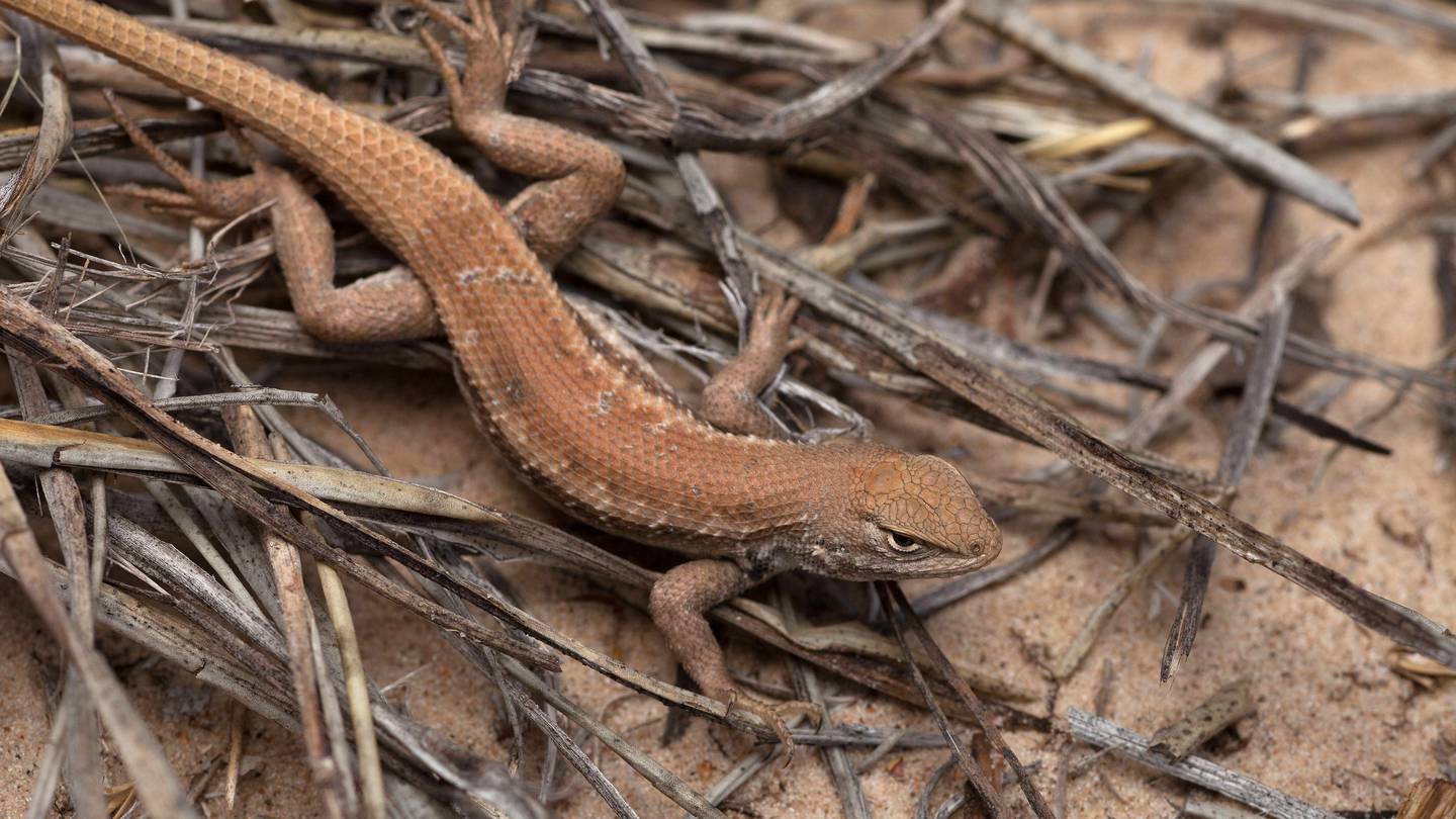 New endangered listing for rare lizard could slow oil and gas drilling in New Mexico and West Texas  Boston 25 News [Video]