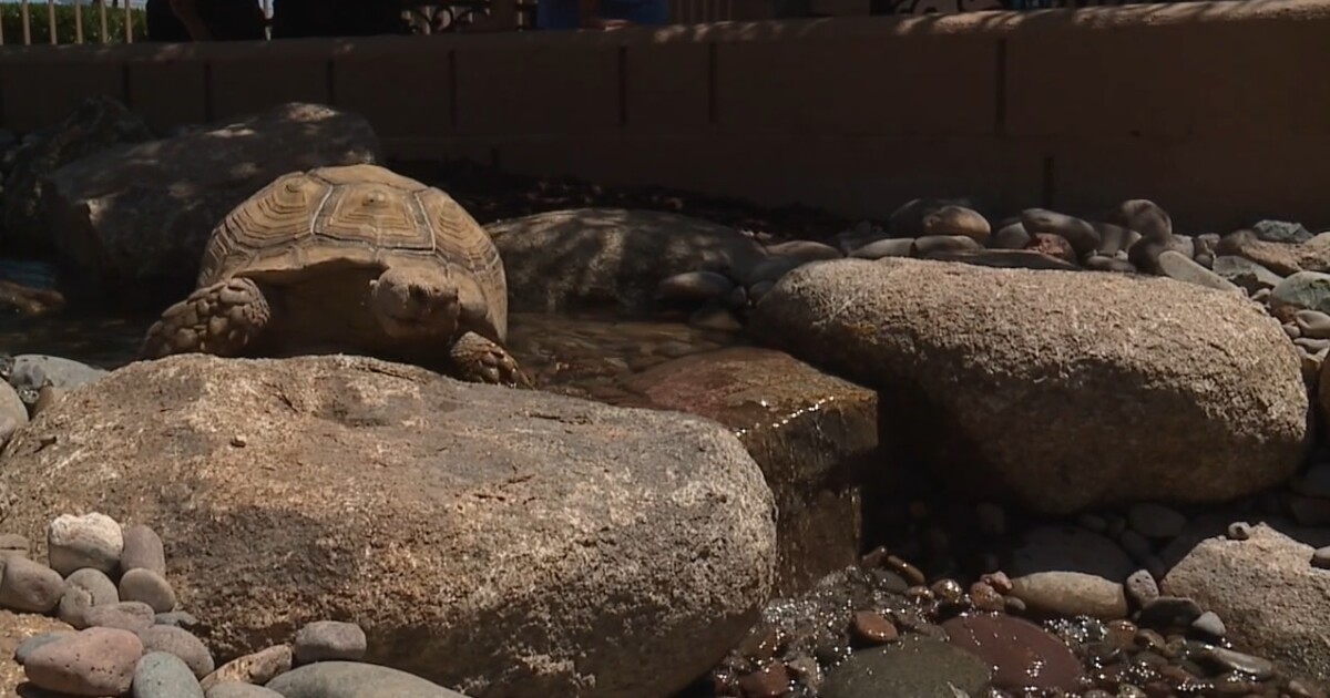 New waterfall will keep Sahuarita school’s tortoises cool for the summer [Video]
