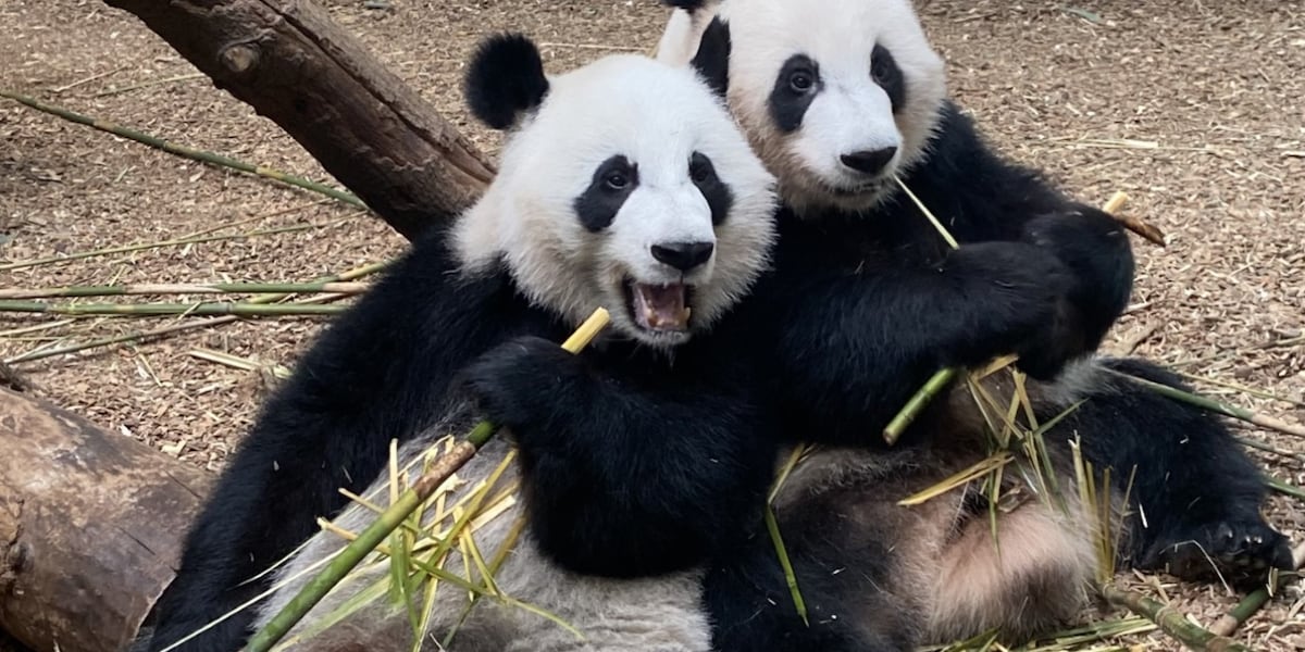 Zoo Atlantas giant pandas returning to China in late 2024, facility says [Video]