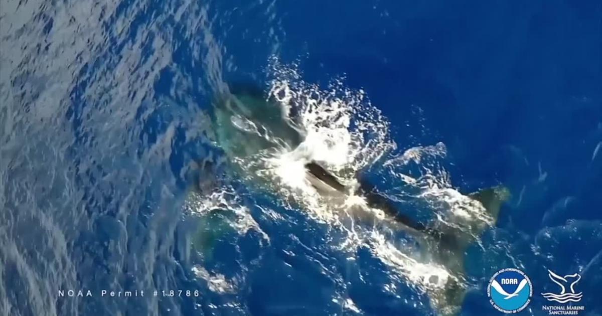 Watching whales with drones and submersibles | Video
