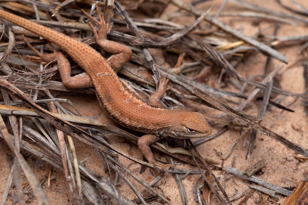 New endangered listing for rare lizard could slow oil and gas drilling in New Mexico and West Texas | KLRT [Video]