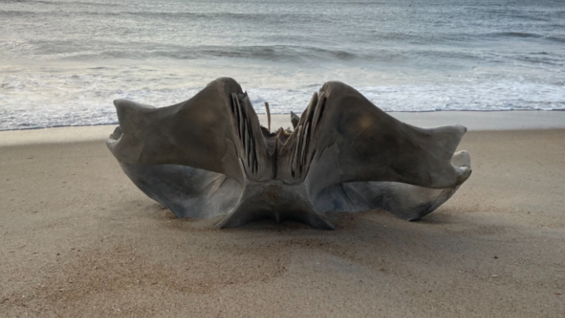 Humpback whale skull washes up on Outer Banks [Video]