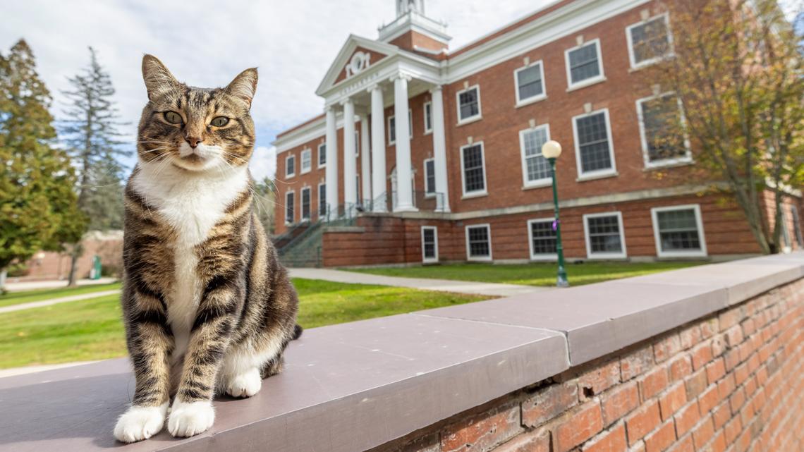 Vermont university grants campus cat an honorary degree [Video]