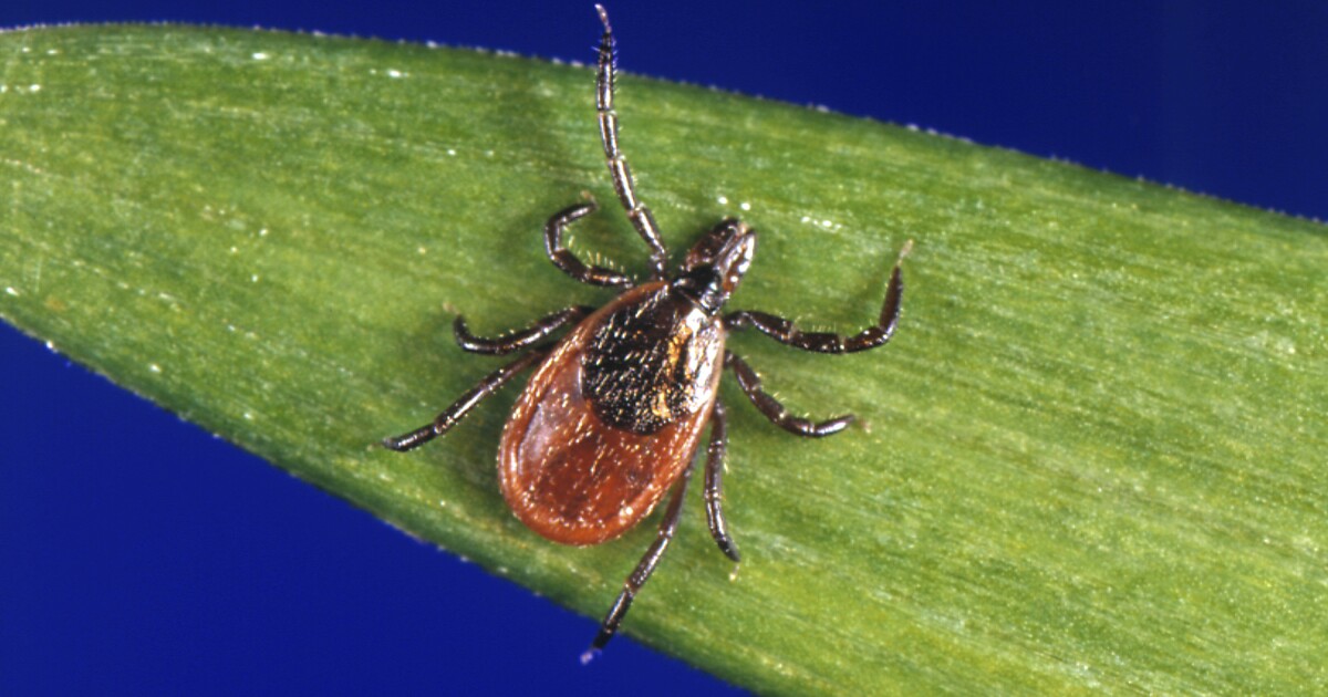 Tick season has arrived. Protect yourself with these tips [Video]