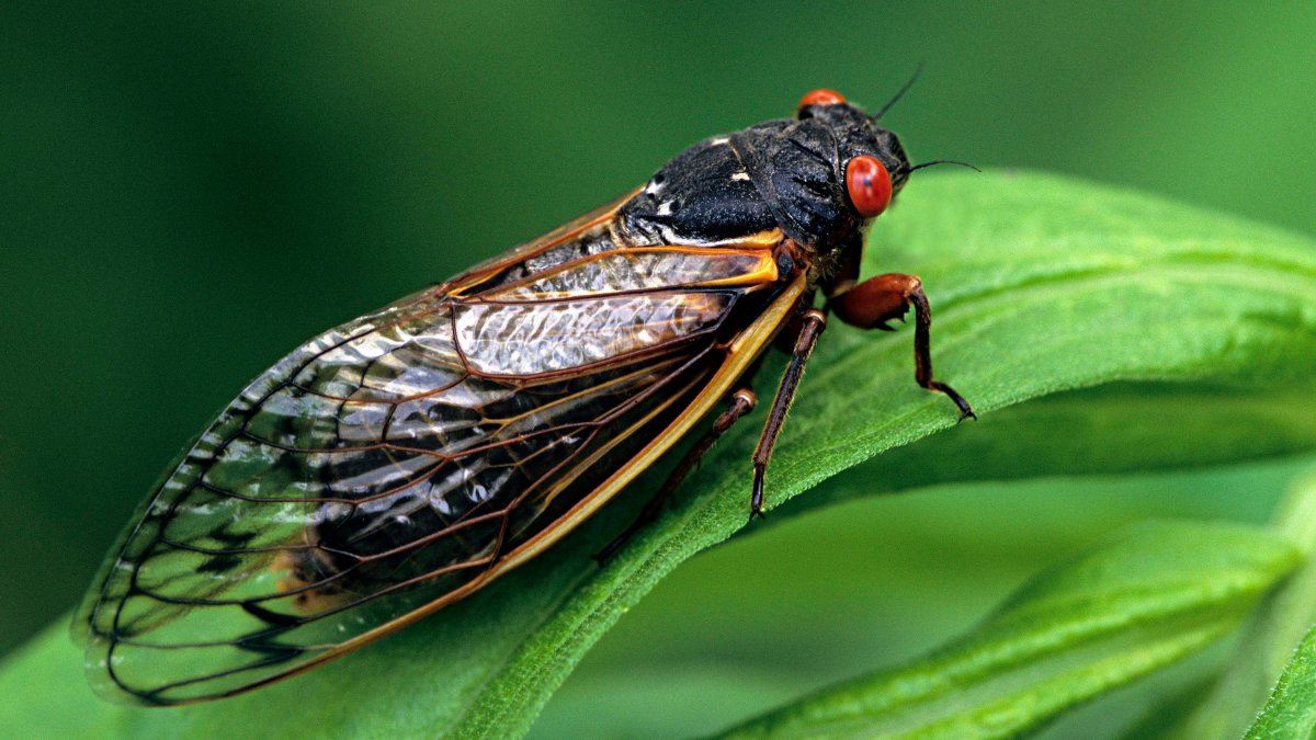 Can you eat cicadas? Yes, but those with seafood allergies might want to steer clear  NBC Chicago [Video]