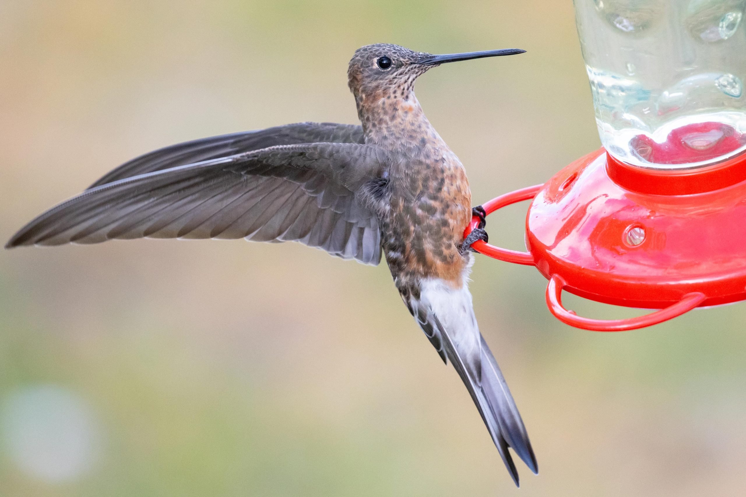 Discovering the Hidden Species Among Giant Hummingbirds [Video]