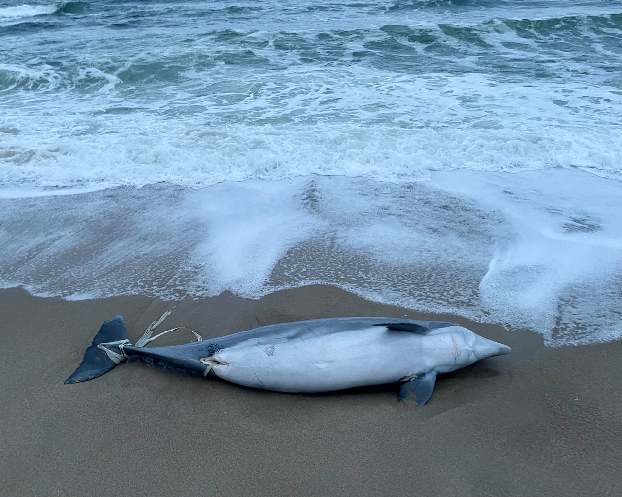 Fisherman finds dead dolphin on N.J. beach [Video]