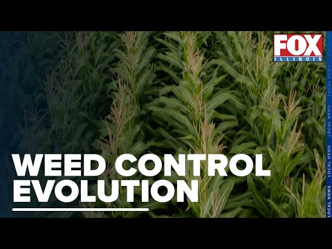 Eliza Petry Takes a Look at a Study That Shows How Controlling Weeds Will Only Become More Difficult [Video]