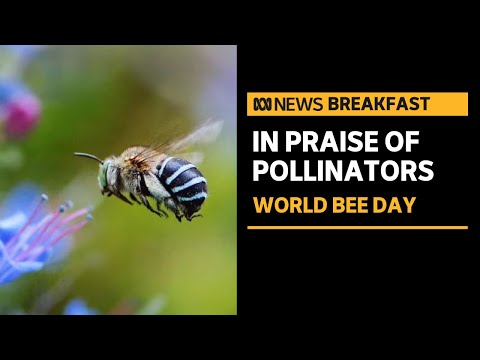 Computer scientists apply skills to learn about and protect bees | ABC News [Video]