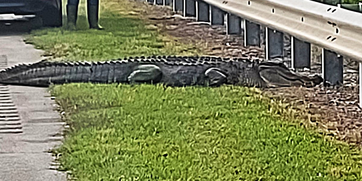Woman redirects traffic to save huge alligator on roadway [Video]