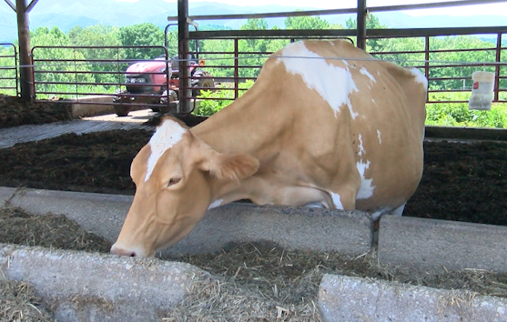 Local farmers take precautions against avian flu in dairy cows [Video]