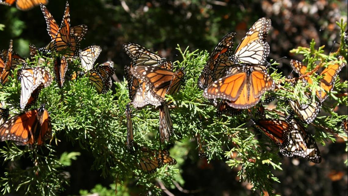 Monarch butterfly decline, migration | How to help in Georgia [Video]