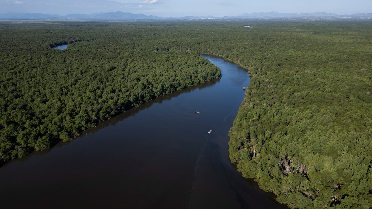In Brazil, mangrove reforestation proves crucial in fight against climate risks [Video]
