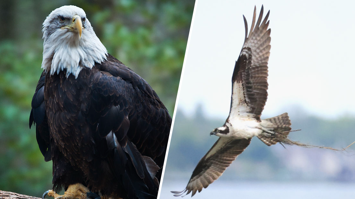 NJ wants to take bald eagle, osprey off endangered species list  NBC New York [Video]