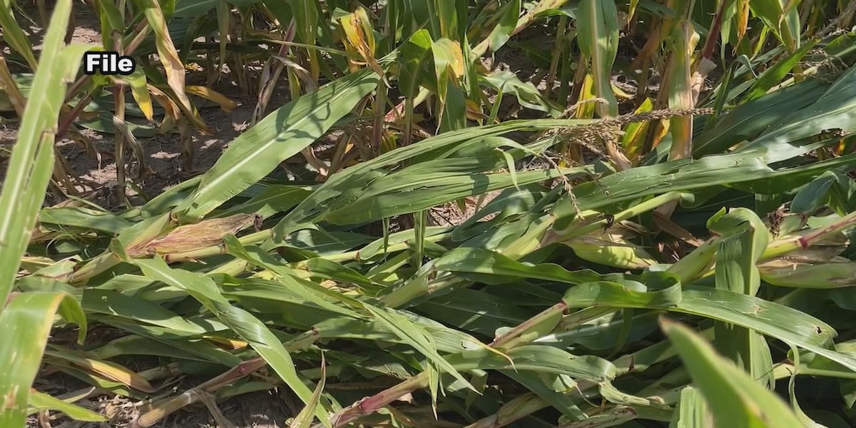 Hot, dry summer could impact West River agriculture industry [Video]