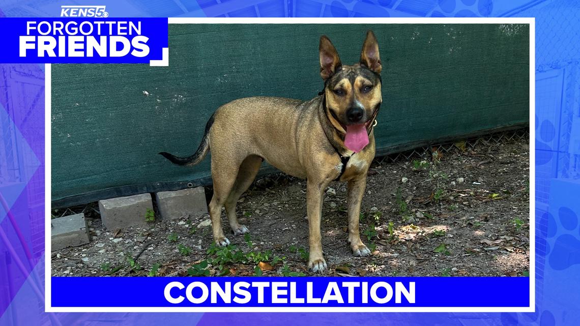 Super smart, shining star named Constellation loves to zoom [Video]