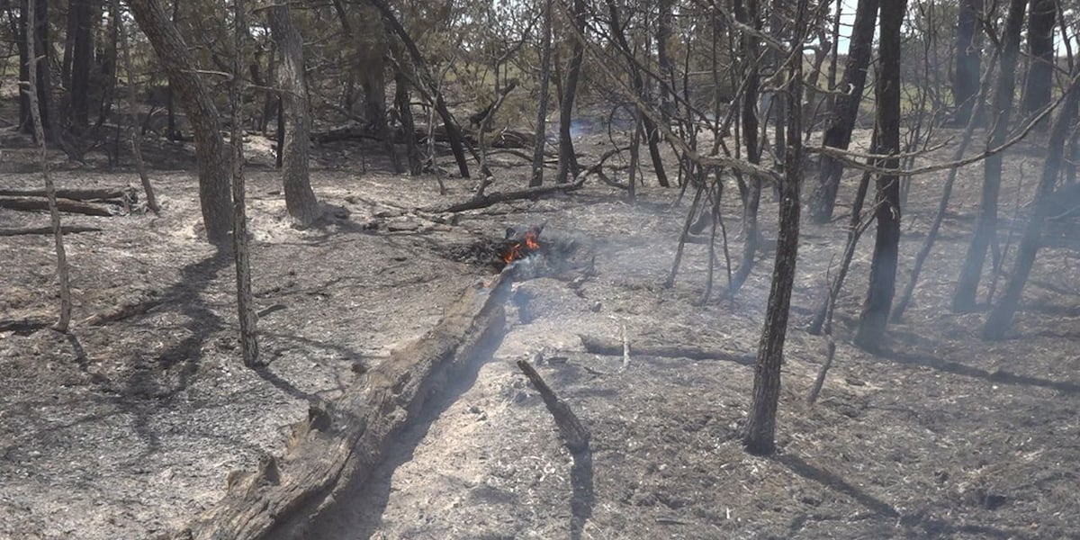Large wildfire tears through forested areas north of Devils Tower [Video]