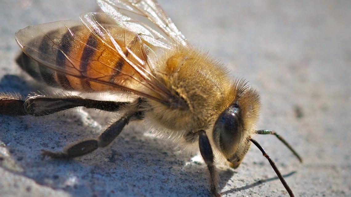 Africanized Honeybees found in Jackson and St. Clair counties [Video]