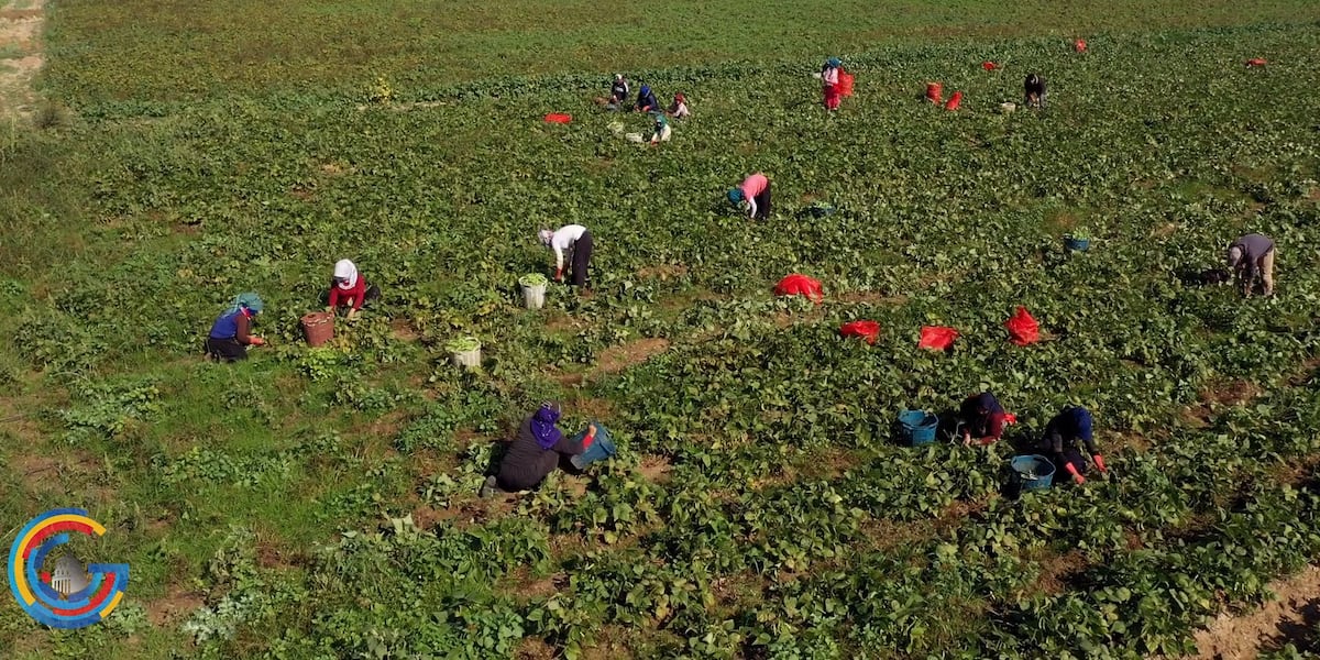 Rep. Salinas wants to extend disaster relief for farm workers [Video]
