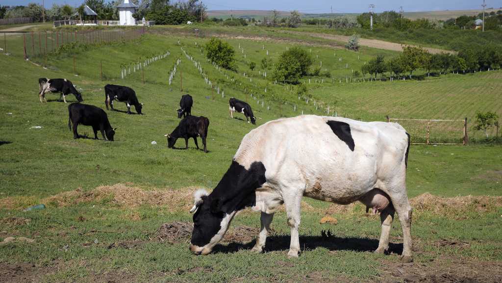 Worlds first carbon tax on livestock will cost farmers [Video]