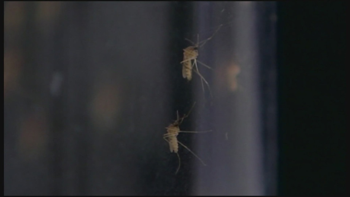 Colorado has its first confirmed West Nile virus case of 2024 [Video]