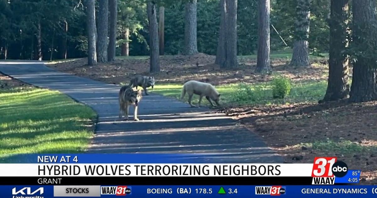 Reports of hybrid wolves terrorizing residents in Marshall County | Video