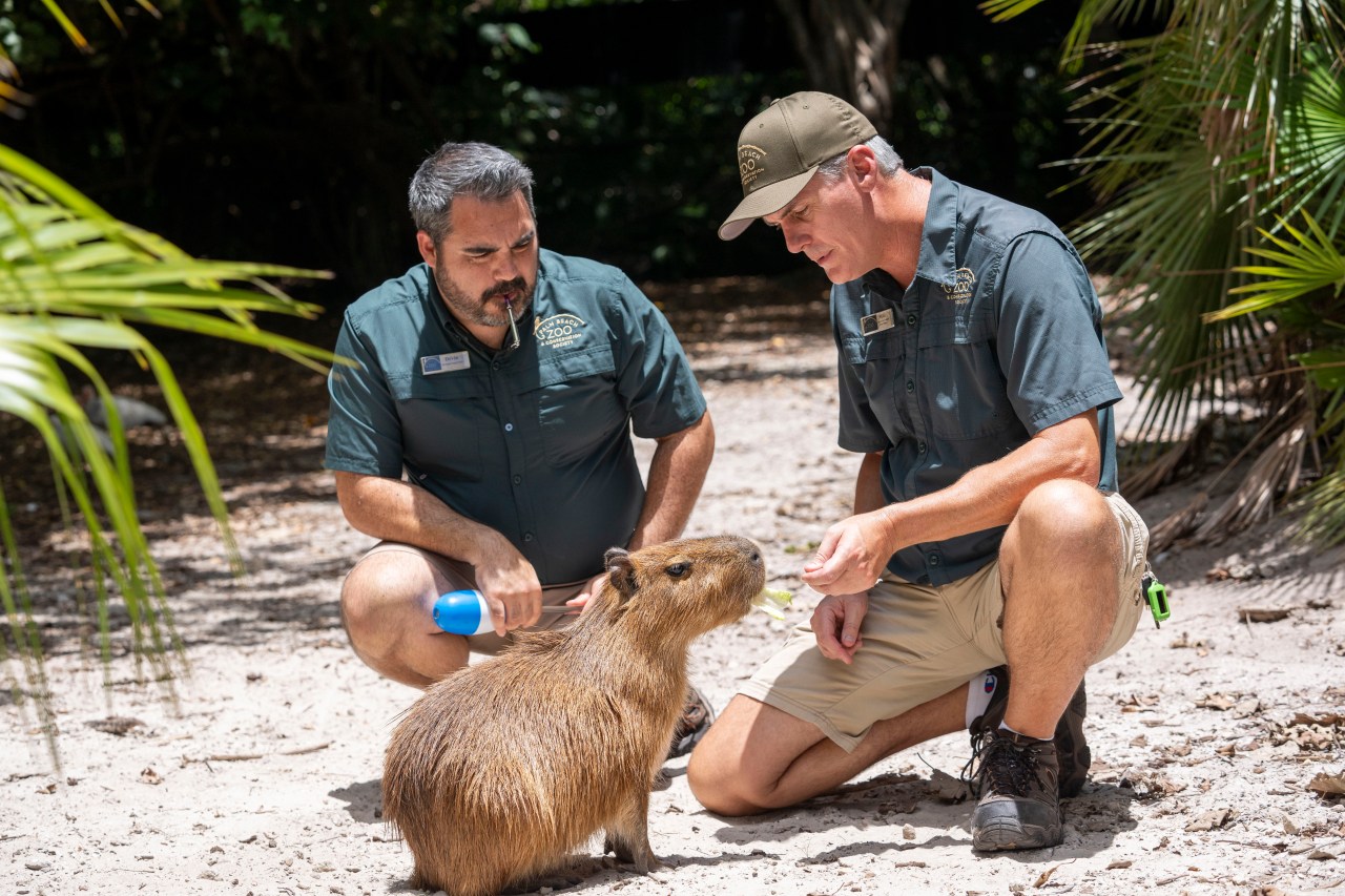 Female capybara goes to Florida as part of a breeding program for the large South American rodents | KLRT [Video]