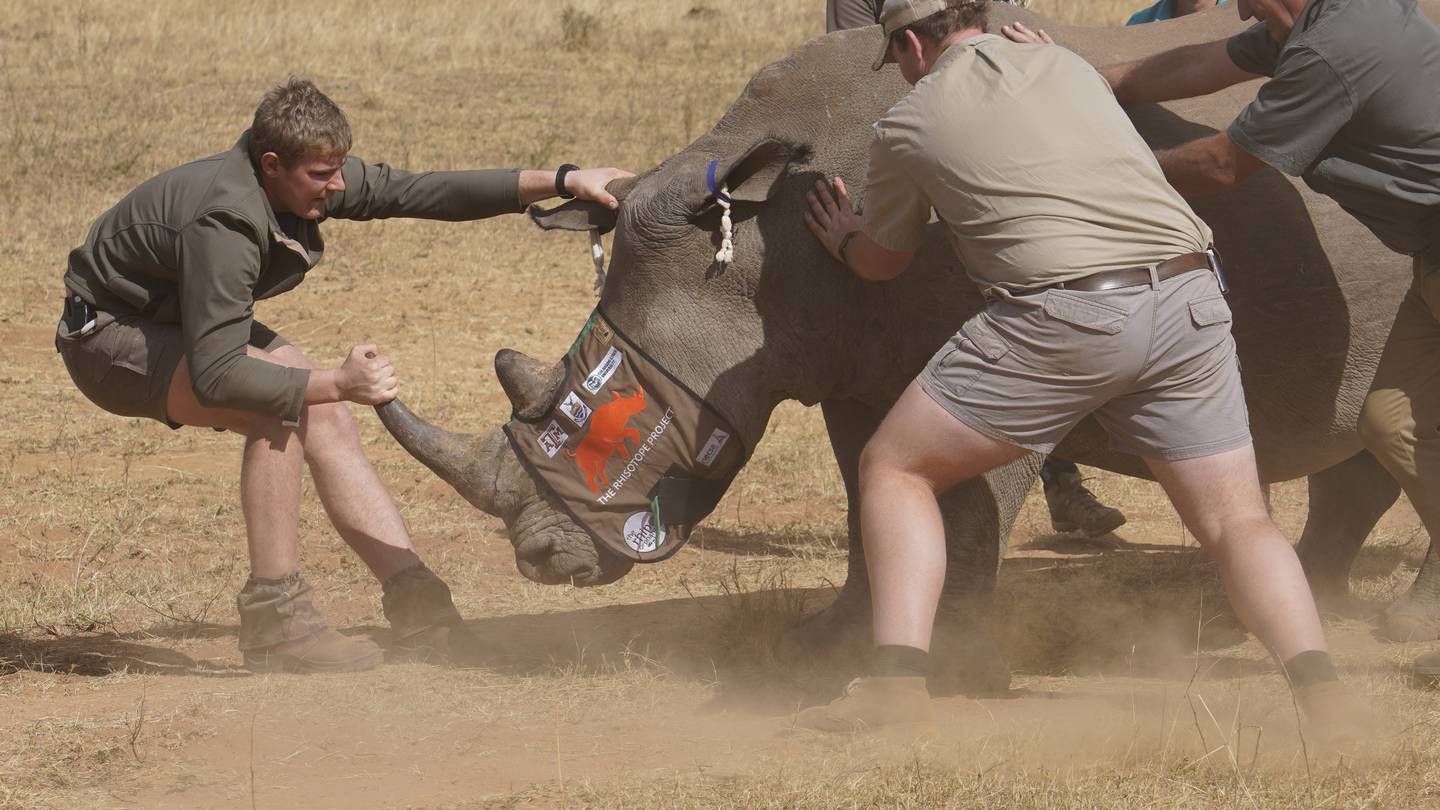 South African researchers test use of nuclear technology to curb rhino poaching  WPXI [Video]