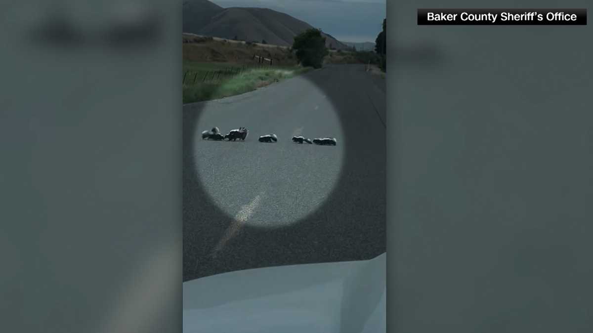Deputies wait as a skunk ushers her babies across a road [Video]