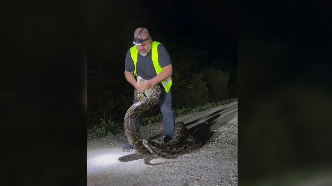 Florida man wrangles 17-foot python with bare hands in Everglades [Video]