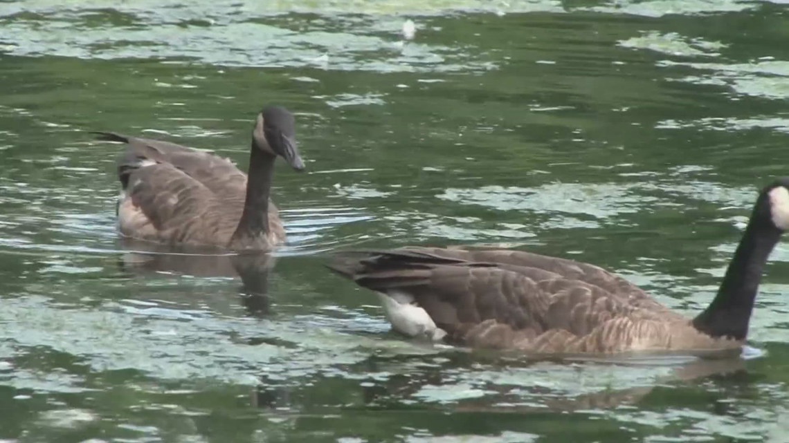 10Listens: Some residents upset after Lake Tansi property owners association decides to euthanize geese [Video]