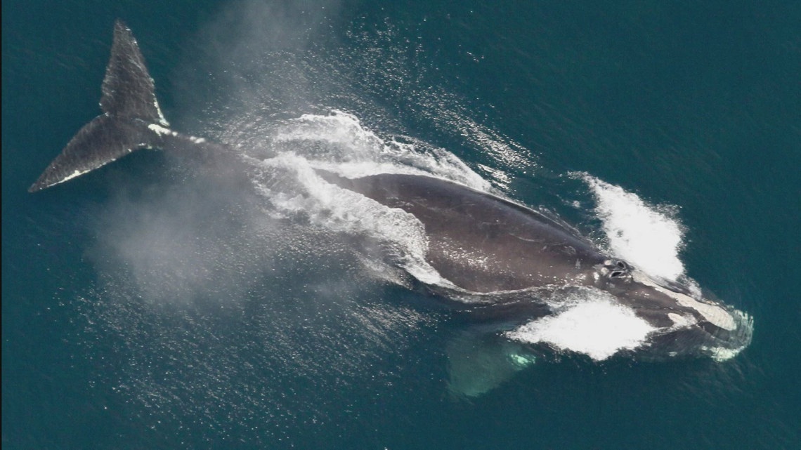 Environmentalists criticize congressman, delays whale safety [Video]