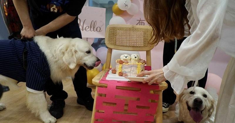 Puppy love: Canine weddings on the rise in China | U.S. & World [Video]