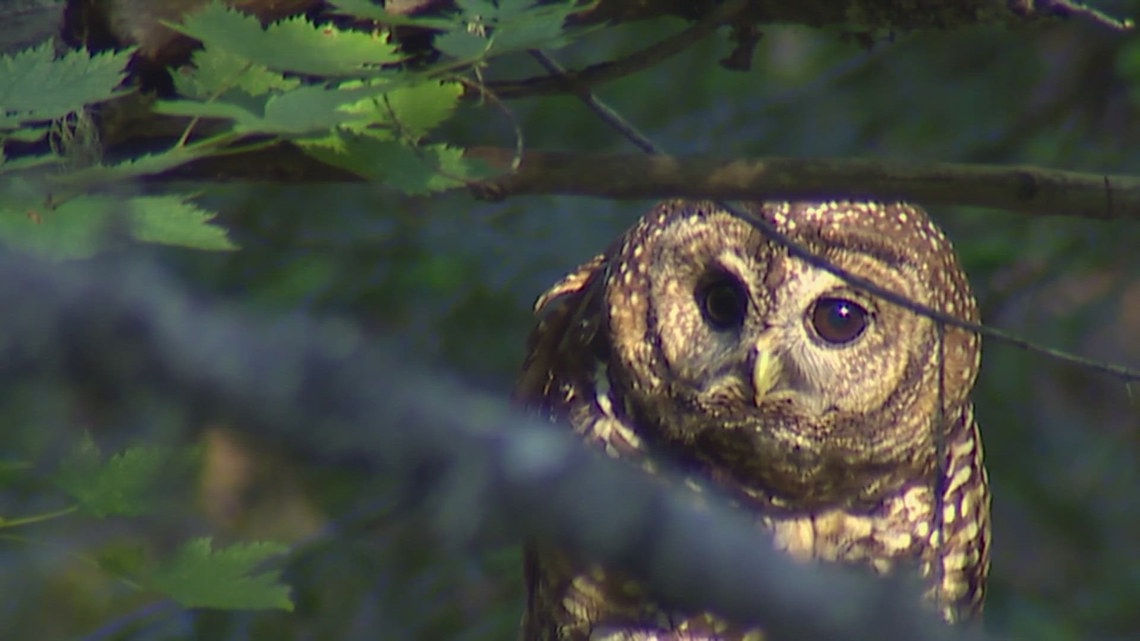 To save spotted owls, US officials plan to kill hundreds of thousands of another owl species [Video]