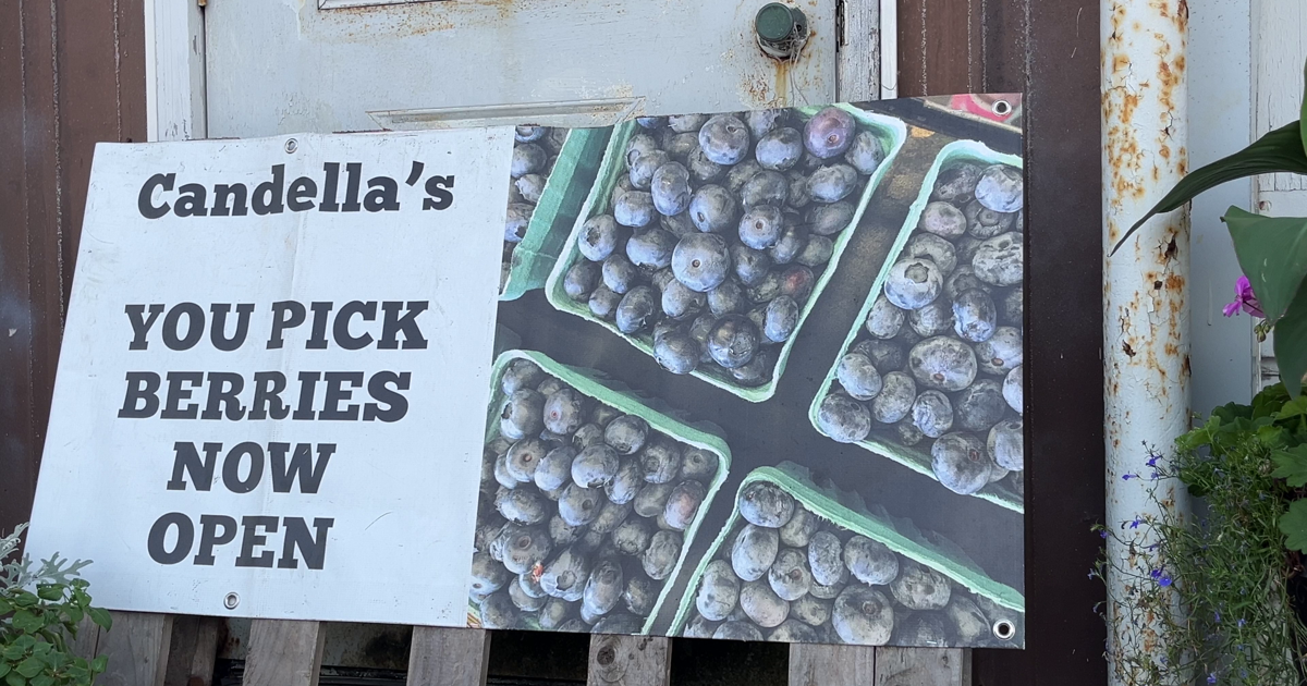 Today Is National Blueberry Day, and a Local Greenhouse Has Opened Its U-Pick Fields | Local [Video]