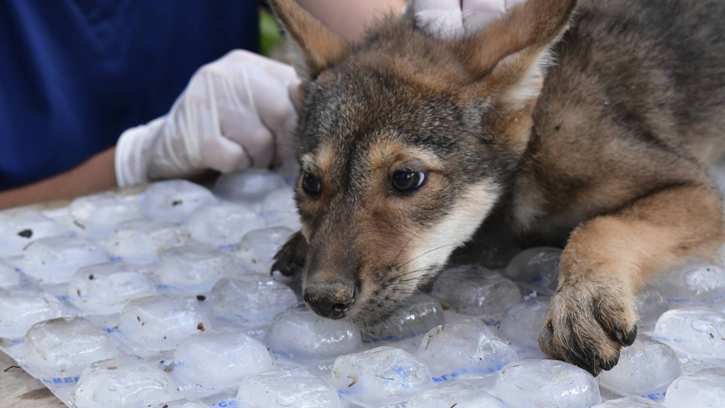 Awwww! Four endangered American red wolf pups ‘thriving’ since birth at Missouri wildlife reserve  WSB-TV Channel 2 [Video]