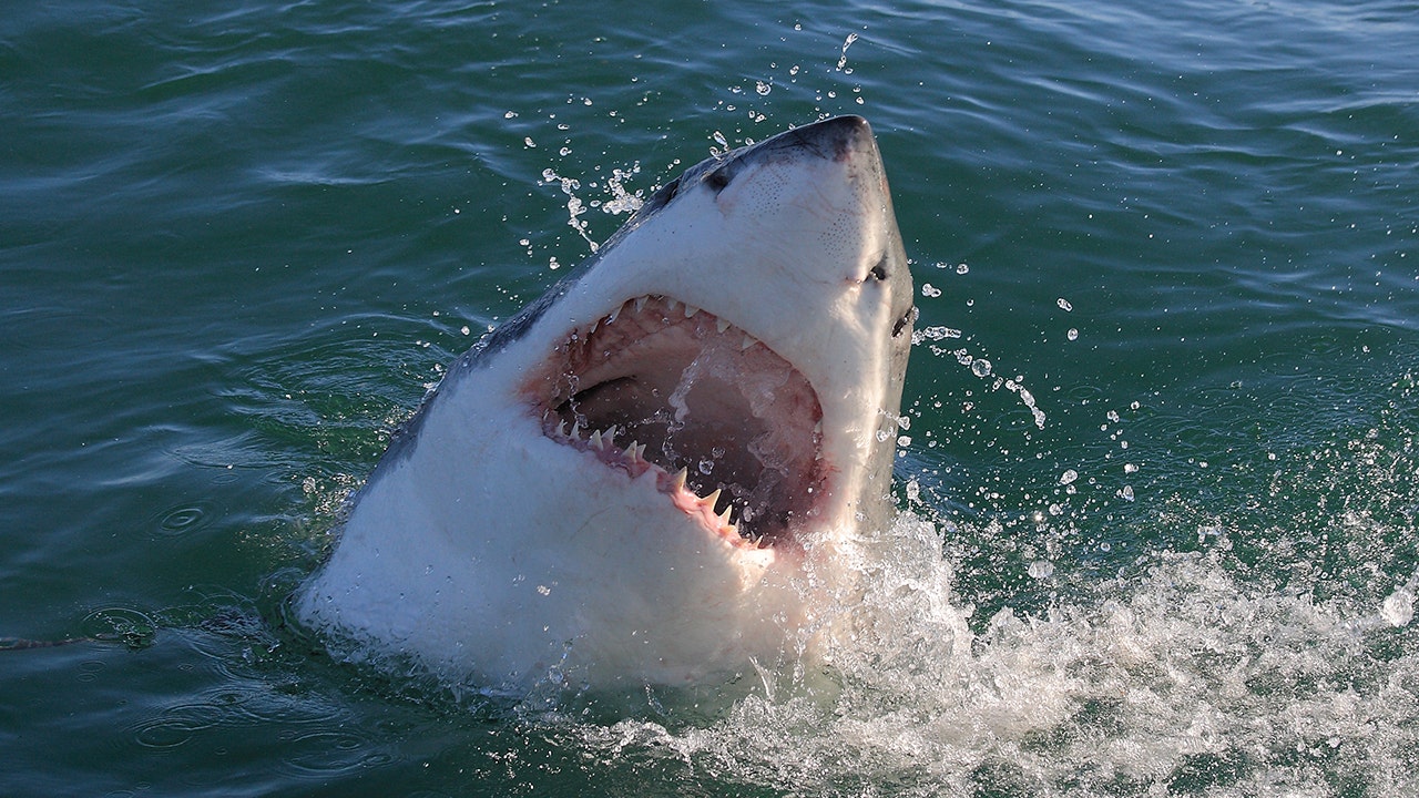 Shark Watch: Top 10 most dangerous beaches involving shark attacks, surfer deaths [Video]