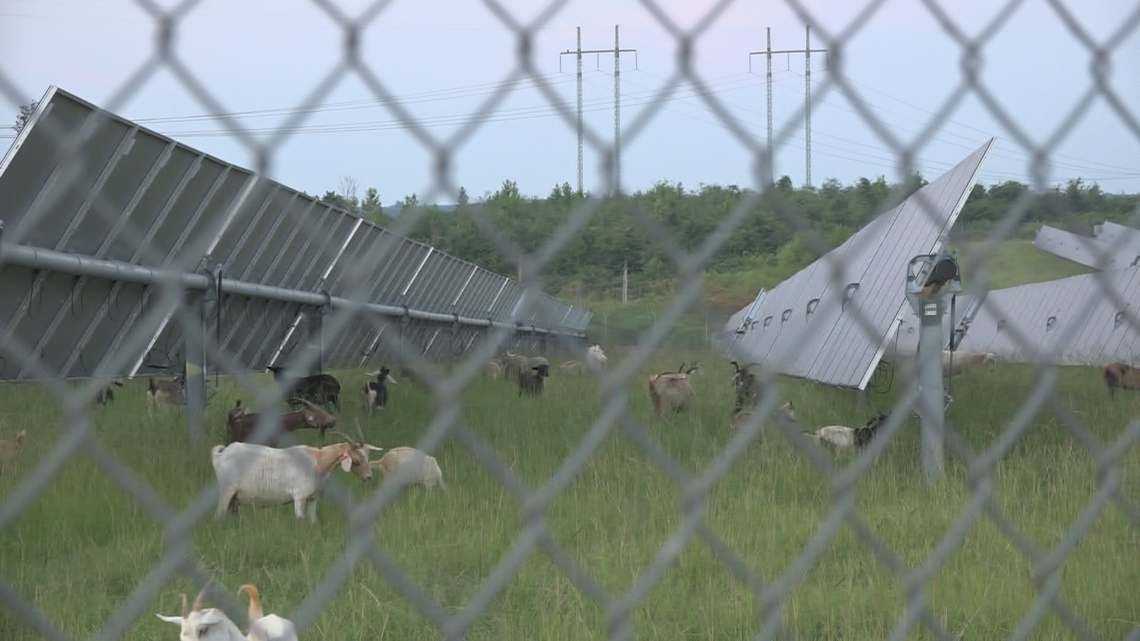 Twiggs County solar farm using sheep, goats to stay operational [Video]