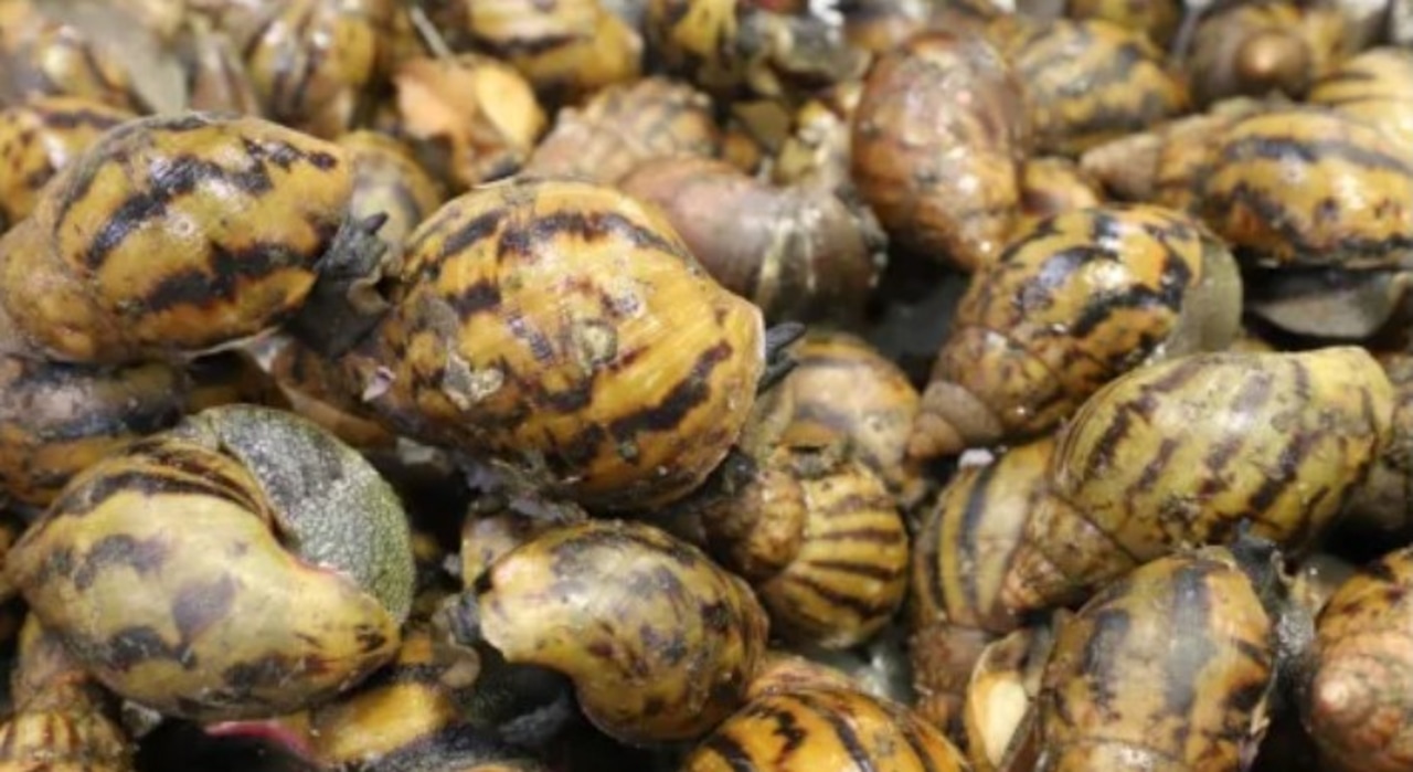 Customs finds invasive species in travelers luggage at Detroit airport [Video]