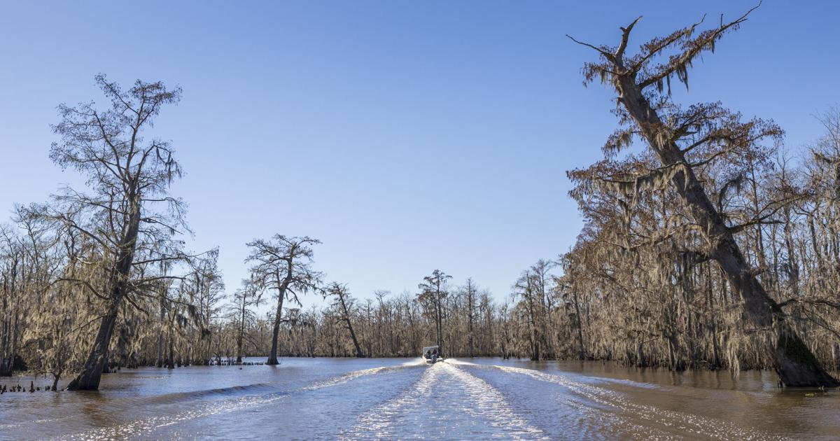 Maurepas Swamp diversion construction contract awarded | Environment [Video]