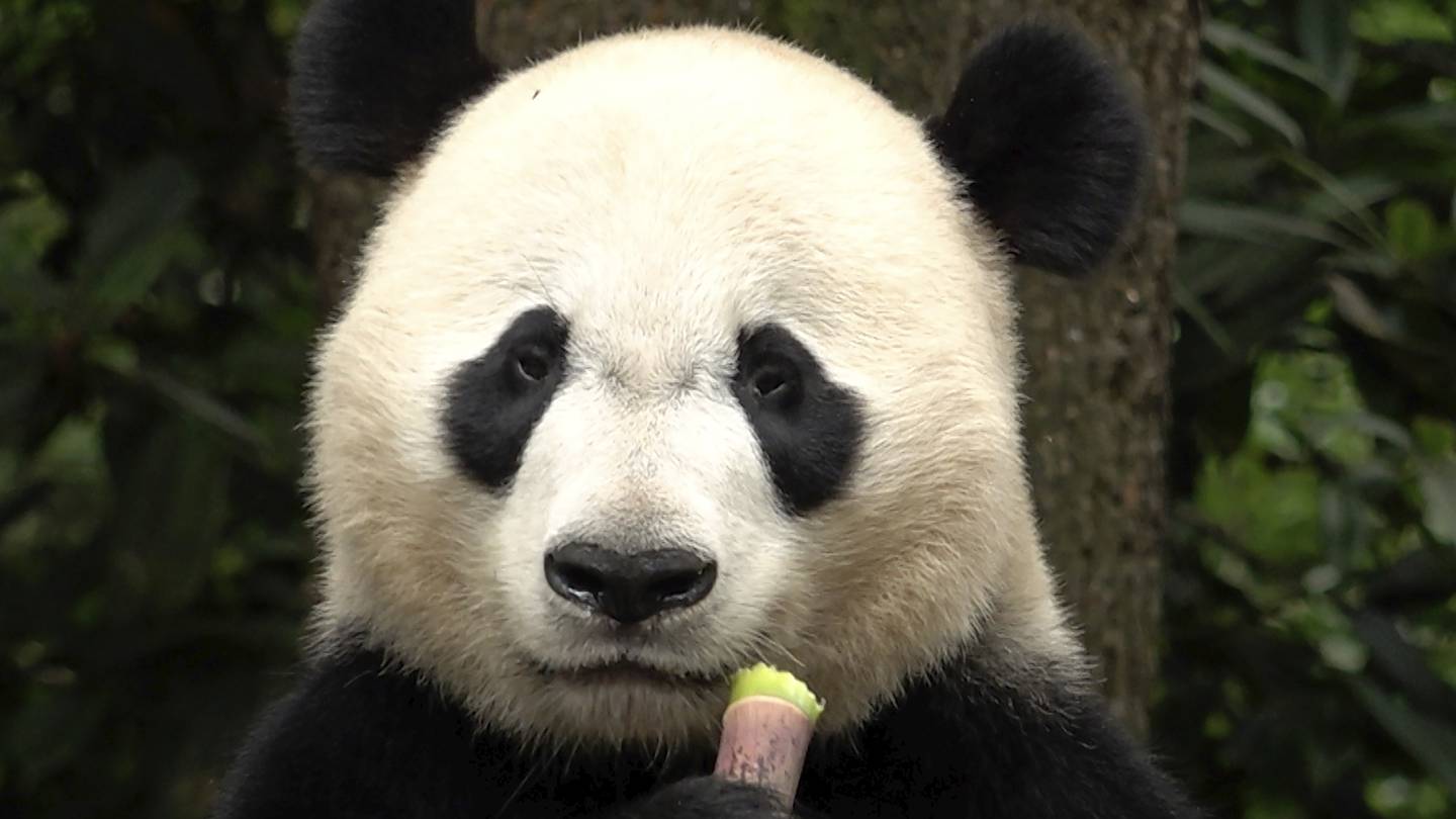 The winner in China’s panda diplomacy: the pandas themselves  WSOC TV [Video]